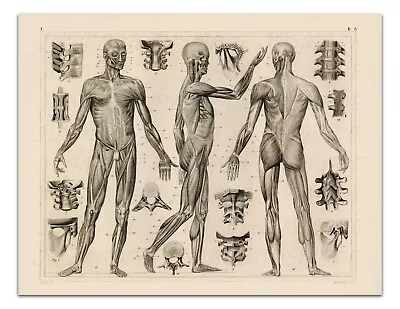 Anatomy MUSCLES FASCIA LIGAMENTS SPINE Vintage Illustration 22x17  Art Print • $20.99