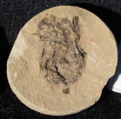 Carboniferous Fossil Spider Uraraneida Chimerarachne Ancestor Not Mazon Creek • $600