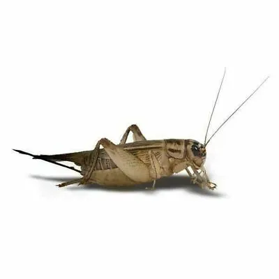 Live Crickets (Acheta) 100 -1000 Count Free Shipping Guaranteed Live Delivery • $13.90