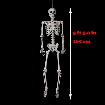 5 Ft 5 In Halloween Poseable Life Size Skeleton Party Prop Human Anatomy Model • $59.99