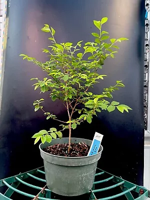 Chinese Elm Live Tree. Bonsai Ready • $33