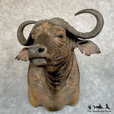 #24228 P | African Cape Buffalo Taxidermy Shoulder Mount For Sale • $5155