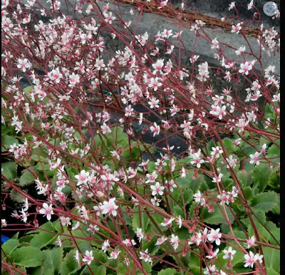 London Pride Saxifrage  Urbium Variegated Plant Perennial 1 X 13cm Pot Evergreen • £8.99