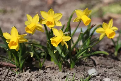 3 Bulbs Miniature Daffodils Mini Rock Gardens **Pre Chilled Spring Planting • $14.99