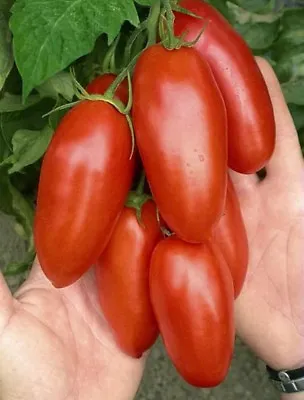 Tomato Seeds Miracle Banana Red Tomatoes Organic Ukraine 20 Seeds D Farmer Idea • $3.98