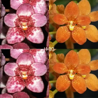 $13 • Buy Sarcochilus Orchid Seedling. J130 (Kulnura Sanctuary 'GeeBee' AM/AOC X Kulnura T