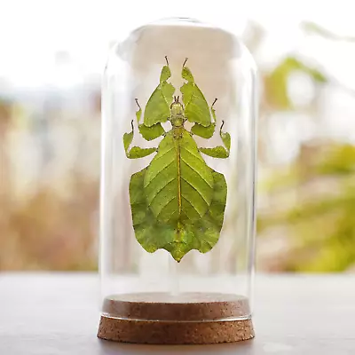 Vintage Leaf Beetle Glass Dome Art Decor Taxidermy Insect Bug Collection • $47