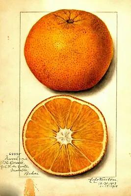 £3.99 • Buy Orange Botanical Fruit Illustration Vintage Retro Style Metal Sign Kitchen Cafe