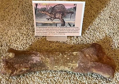 Spinosaurus Tarsal Foot Leg Dinosaur F0SSIL 10”before T Rex Cretaceous T2 • £550.17