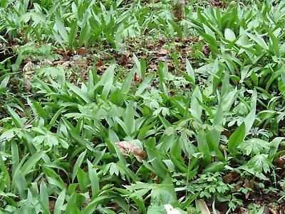 2 Pounds Ramps / Wild Leeks Freshly Dug • $27