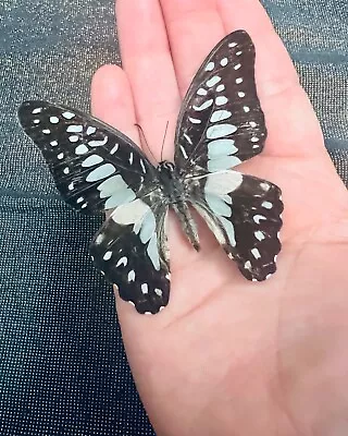 Pinned Beautiful Butterfly Swallowtail Taxidermycollectible Entomology Specimen • $5