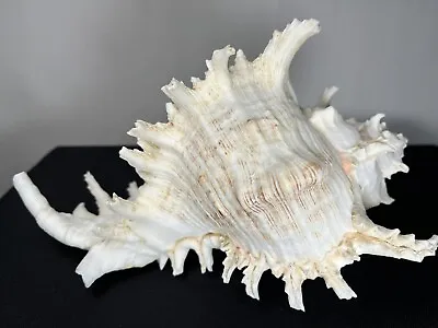 NEW LARGE- Natural Murex Ramosus Conch Approx.  8.5 Inch  X 6.0” Sea Shell Decor • $69.99