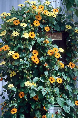 Black-eyed Susan Vine THUNBERGIA Yellow 55 SEEDS! GroCo (BUY ANY 10-SHIPS FREE) • $1.50