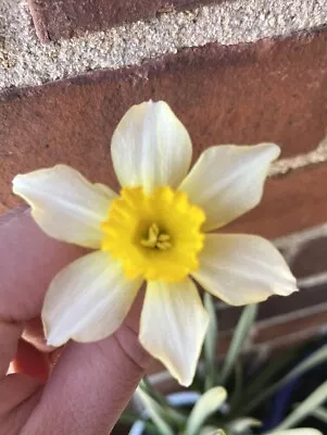 25 Fresh Daffodil Bulbs - Organic • $19.99