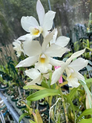 $30 • Buy Iwanagara. Apple Blossom #K5 In Tube Stock
