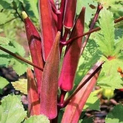 Red Burgundy OKRA 20+ Seeds • $3.99