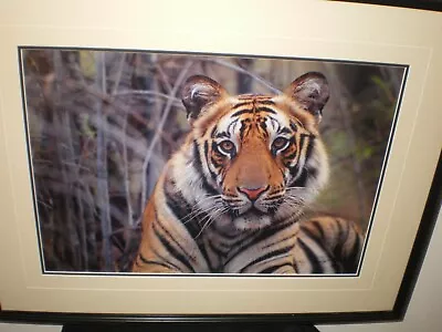 Thomas D. Mangelsen Signed #ed L/E Photo  Survivor-Bengal Indian Bengali Tiger • $399.99