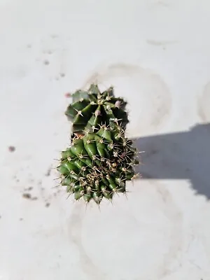 Gymnocalycium Crested Parents Mix X 2 Rare Cactus Succulent #12 • $54.99