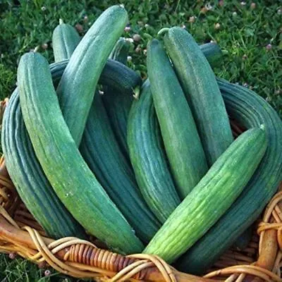 Armenian Yard Long Cucumber Seeds Metki Dark Green NON-GMO Snake Melon • $1.69