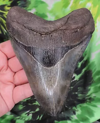 Megalodon Sharks Tooth 5 9/16  Inch BEAUTY! Fossil Sharks Teeth Tooth • $105