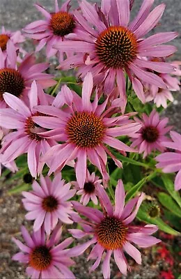 6 Echinacea 'magnus Superior' Medium Plug Plants • £16.95