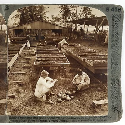 Opening Cacao Bean Pods Stereoview C1900 Costa Rica Plantation Farmers A2132 • $29.95