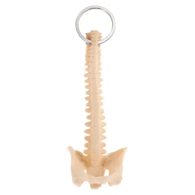 Scientific Spine Model Biology Keyring Human Spine Skeleton Model • $8.73