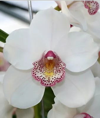 $24.95 • Buy Cymbidium Orchid Great Size Multiple Growth Seedling Lovely Angel 