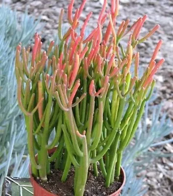 Euphorbia Tirucalli 'firesticks' 3 Pcs Cuttings Succulent • $14.99