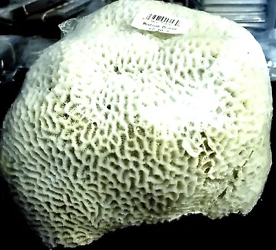 $49.95 • Buy Stunning Real- Natural Head Brain Coral 8 Pounds! Beautiful. 8 X8 X25  See Pics