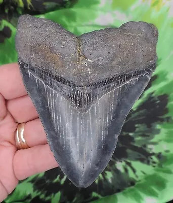 Megalodon Sharks Tooth 4 5/16  Inch NO RESTORATIONS Fossil Sharks Teeth Tooth • $69