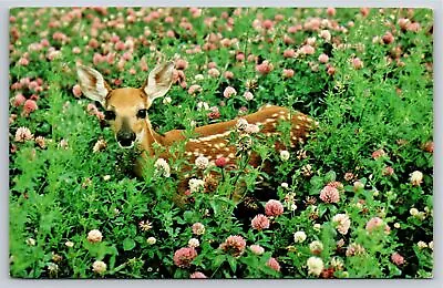 Animals~Fawn Standing In Brush With Pink Flowers~Vintage Postcard • $3.49