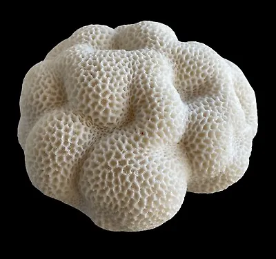 Natural White Brain Coral Ocean Salt Water Home Decor 7.2LB 5 H 7 W  7 D Heavy • $230