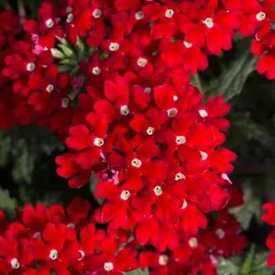 £4.37 • Buy Verbena (Trailing) 'Enchantment Red' Verbenacea (1 X Large Plug Plant) Perennial