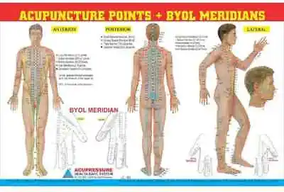 Acupuncture Points Chart Meridians Educational For Professionals- Set Of 3 • $29.99