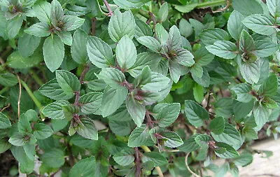 Chocolate Mint Live Plants Set Of 6 Starter  Plants Perennial • $9.99