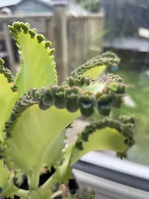 3x Mother Of Thousands Pups | Mother Of Millions | Alligator Plant Unusual Plant • £2.50