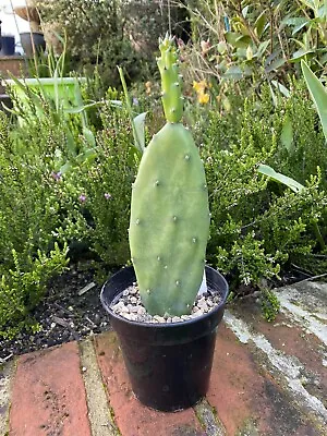 £12 • Buy Opuntia Vulgaris Prickly Pear