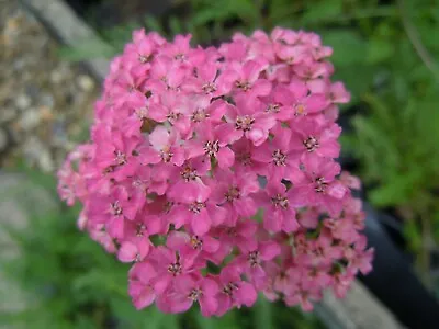 Achillea Millefolium Perennial XL Plant Peat Free Yarrow 13 Cm Pot Pink Red • £5.95