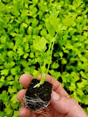 Celery Plug Plants  Grow Your Own  Veg Ready To Plant **LETTERBOX FRIENDLY** • £8.49