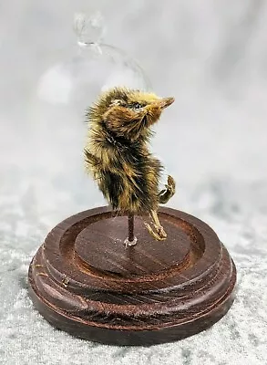 O11 Sale Taxidermy Dancing Preserved Quail Chick Glass Dome Curiosities Oddities • $29.99