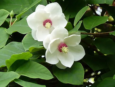 Magnolia Sieboldii - UNIQUE TREE Seeds! • $4.99