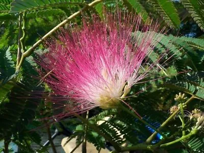50 Pink Mimosa Tree Seeds For Planting Heirloom Persian Silk Tree/Pink Siris • $6.99