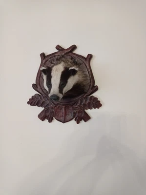 £190 • Buy Badger European Taxidermy Mask Carved Educate
