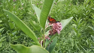 Organic Common Milkweed Seeds 2023 - Nourish Monarch Caterpillars • $4.50