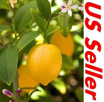 15 Seeds Lemon Tree Seeds E196  Fresh This Season's Harvest • $7.99