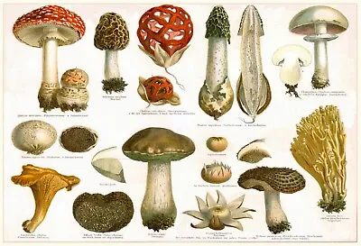 Mushrooms *2x3 Fridge Magnet* Fungus Portobella Spores Morels Truffles Forest • $8.95