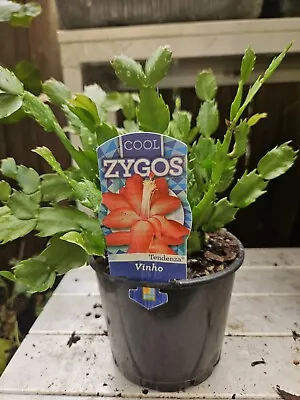 Zygo Cactus ❤️ “VINHO  In 125mm POTS” ❤️ Established Plants • $12