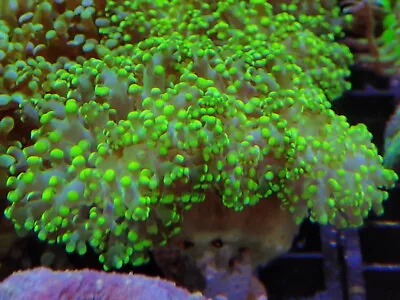 Green Octospawn 2 Heads Marine Aquarium LPs Hard Coral • £40