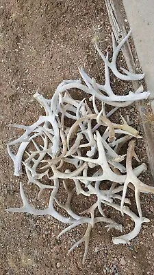 LOT Of 37 WHITETAIL DEER ANTLERS Racks Mule Mount Taxidermy Skull Sheds Moose • $200